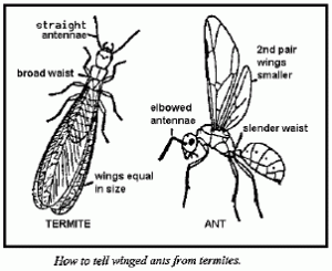 termitegraphic